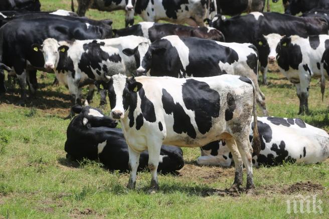 200 крави осмърдяха язовир Доспат