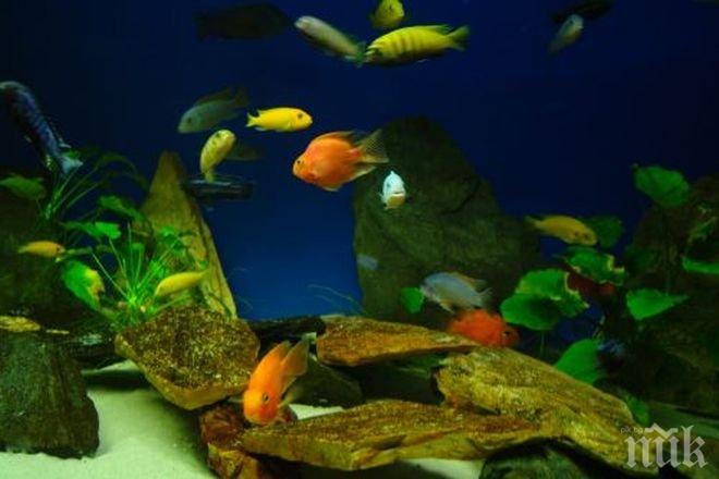 На 90 години почина най-възрастна аквариумна риба в света 

