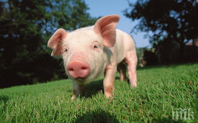 Свинска гощавка прати трима в болница