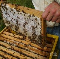 Медът поскъпна заради мора по пчелите