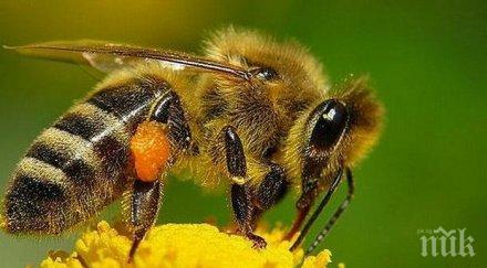 дрон опрашва цветята вместо пчелите