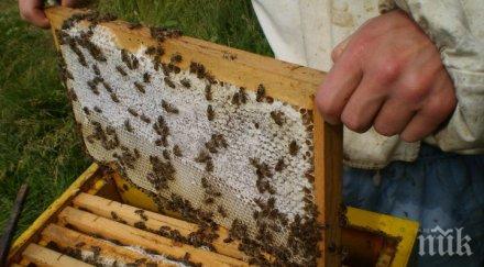 мор пчелите медът поскъпва