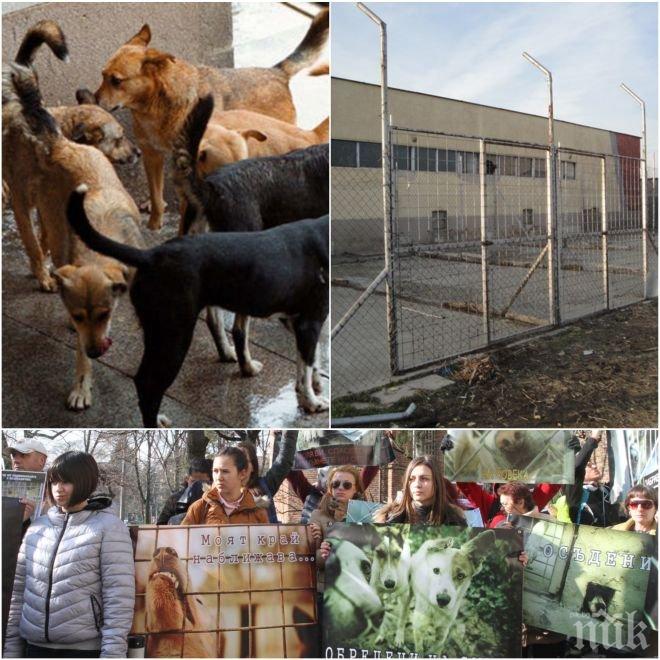 МЕГА СКАНДАЛ! Никой не знае колко бездомни кучета умират в София! Милиони левове общинска пара потъват в приюта в Долни Богров
