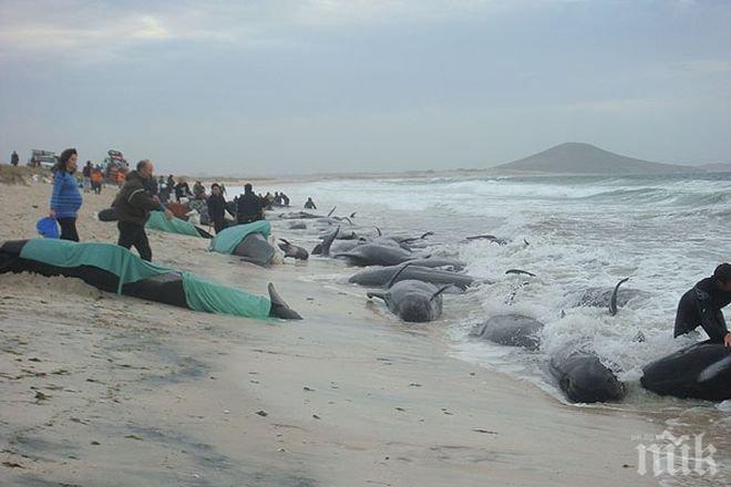 Огромно стадо китове заседна на плаж в Нова Зеландия (ВИДЕО)