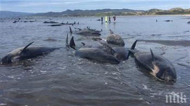 ЕКОБЕДСТВИЕ! Продължава масовото изплуване на безпомощни китове край Нова Зеландия