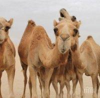 Сняг заваля в Турция за радост на камилите
