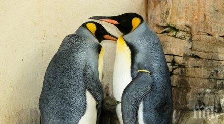откраднаха пингвин зоопарк германия