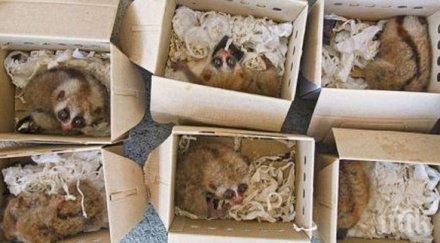 внимание търговия защитени животни вихри мрежата продават живи препарирани екземпляри както кожи тях