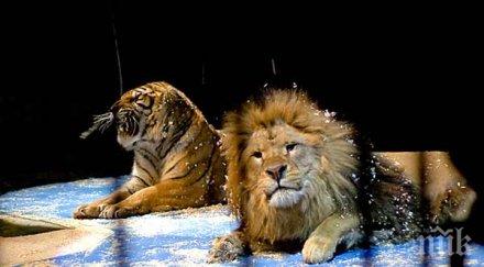 букурещ домакин международен цирков фестивал