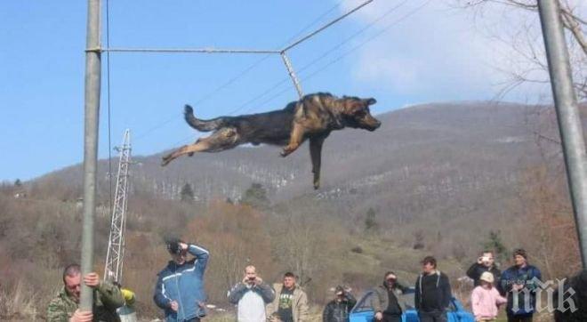 ЗАДАВА СЕ ДЕНЯТ! Природозащитници скачат срещу поредното тричане на кучета 