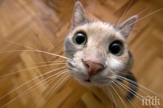 Полицаи подариха мини апартамент на котка талисман (СНИМКА)