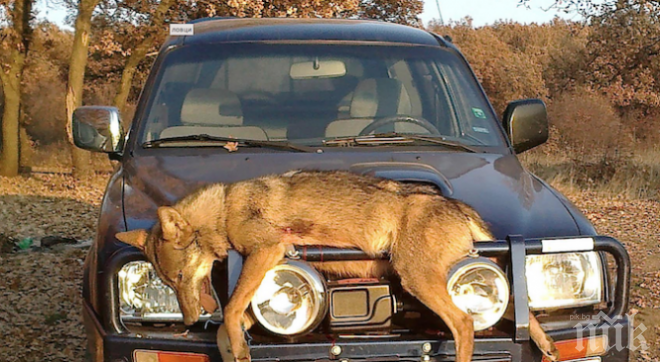 Война в гората! Ловци се стрелят за територии