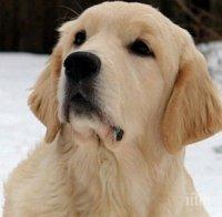 Влезе в сила ново изискване: Всяко куче да е задължително с микрочип