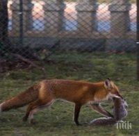 УЖАС! Лисици нападнаха Пловдив, проядоха котки от глад