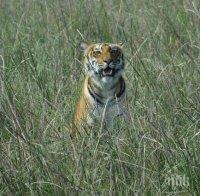 УЖАС! Тигри ядат хора на поразия, индийски села пропищяха от зверовете (СНИМКИ/ВИДЕО18+)