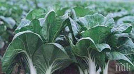 гордост астронавти похвалиха първа реколта китайско зеле космоса снимка