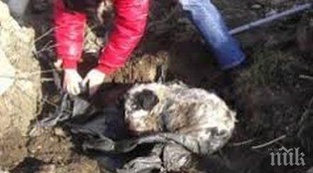 откриха труповете пет кучета септична шахта