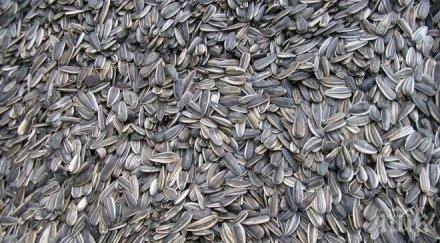 цигани крадат слънчоглед ятак бдж