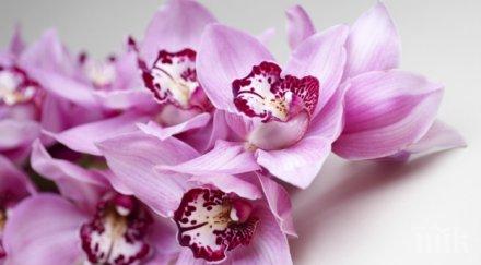 2000 орхидеи изпълниха ботаническата градина йорк