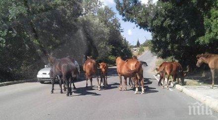 гадост транжираха направо пътя блъснат котел кон снимка