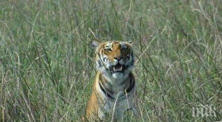 ужас тигри ядат хора поразия индийски села пропищяха зверовете снимки видео18