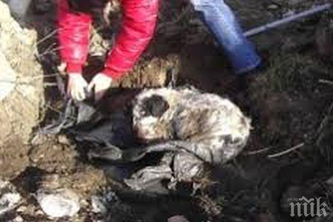 Откриха труповете на пет кучета в септична шахта