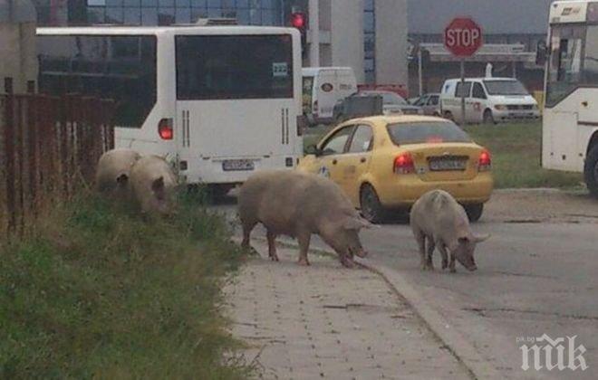 ПЪЛЕН ПОТРЕС! Прасета превзеха улица близо до столичен мол (ШОКИРАЩА СНИМКА)