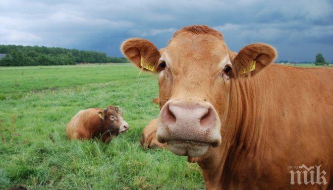 КАЗУС! Дилема в швейцарския парламент: Трябва ли кравите да имат рога?