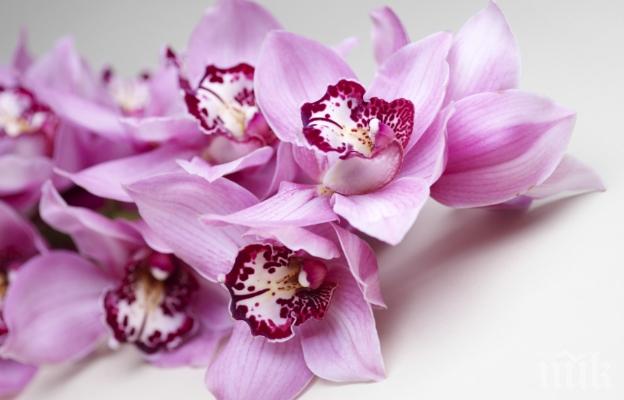 2000 орхидеи изпълниха Ботаническата градина в Ню Йорк