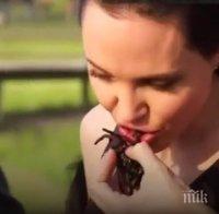 ШОК! Анджелина яде тарантули (ВИДЕО)