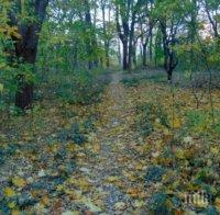 Отстраниха още един горски шеф