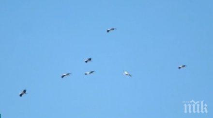 щъркелите вече връщат нас първото ято мина бургас