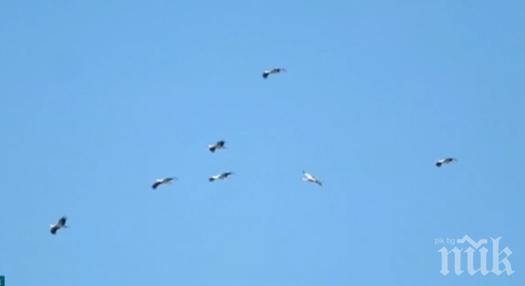 Щъркелите вече се връщат у нас, първото ято мина край Бургас