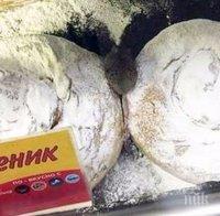ГНУСНО! Мишка се разхожда сред закуските в заведение в Хасково (СКАНДАЛНА СНИМКА)