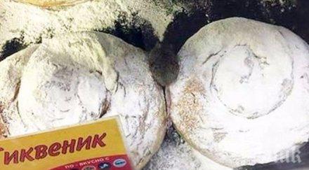 гнусно мишка разхожда сред закуските заведение хасково скандална снимка