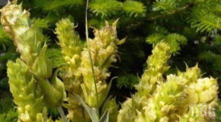 забраниха беритбата мурсалски чай