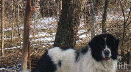 потресаващо бизнесмен убива кучета пали труповете