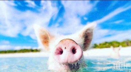 разследват мистериозната смърт плуващите прасета бахамите