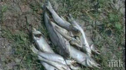 рибата гребната база пловдив обърна корема