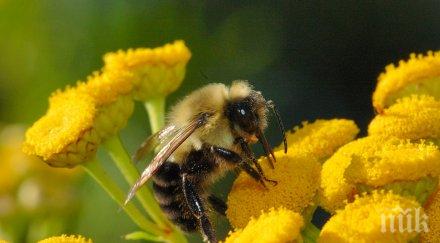 еволюция учени научиха пчели играят футбол