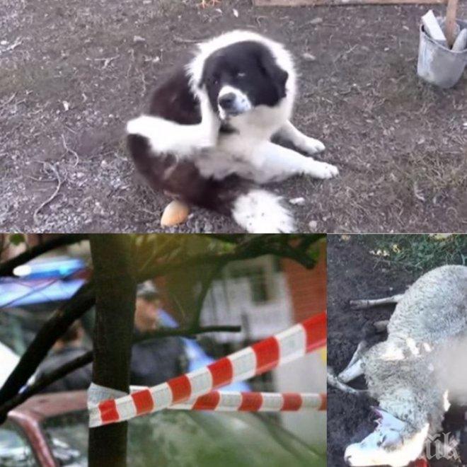 УЖАС! Три каракачанки нападнаха 13-годишно момче 