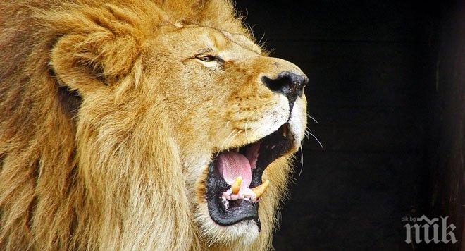 Лъв нападна и разкъса 22-годишно момиче в японски зоопарк