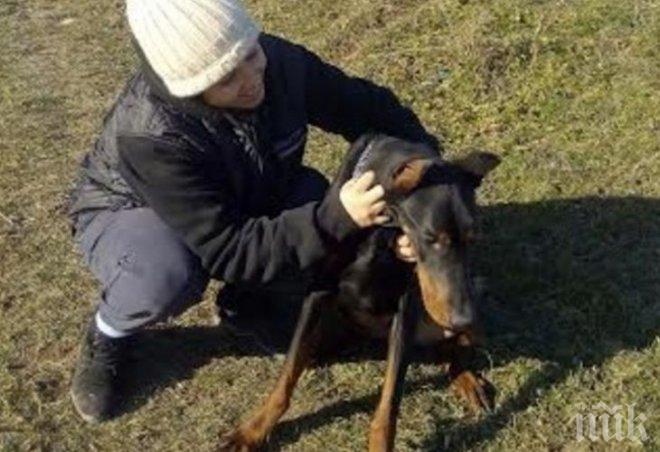 Последна надежда! Откраднаха доберманите на млада жена преди година, тя предлага 2000 лева награда ако ги върнат