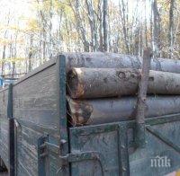 Кметове пропищяха от тежките камиони с дървесина