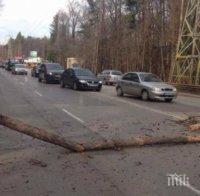Дърво падна върху кола на Симеоновско шосе, столичанка оцеля по чудо