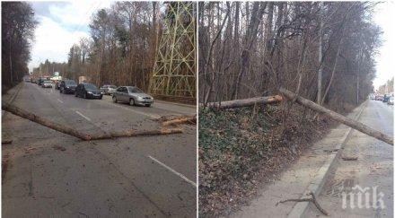 ужас софия дървета падат насред пътищата мачкат коли снимки