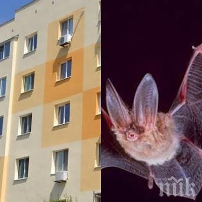 ПЪЛЕН ШАШ! Зелените полудяха - санирането пречело на прилепите!