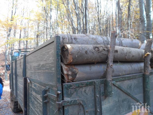 Кметове пропищяха от тежките камиони с дървесина