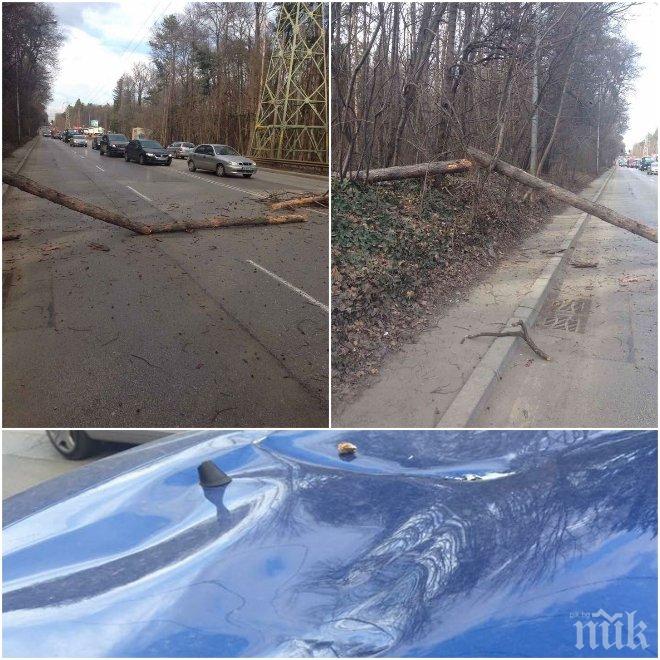 Ужас в София! Дървета падат насред пътищата, мачкат коли (СНИМКИ)