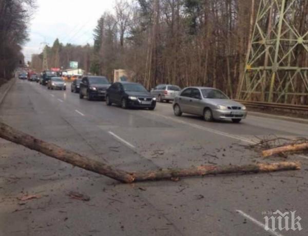 Дърво падна върху кола на Симеоновско шосе, столичанка оцеля по чудо